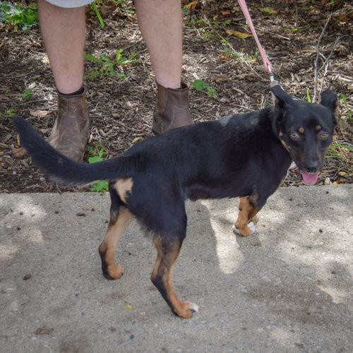 George, an adoptable Australian Kelpie / Corgi / Mixed at Animal House Shelter — photo 2