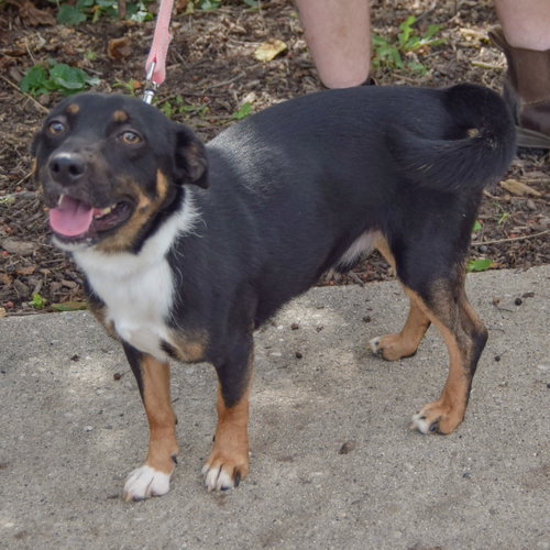George, an adoptable Australian Kelpie / Corgi / Mixed at Animal House Shelter — photo 3