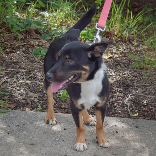 George, an adoptable Australian Kelpie / Corgi / Mixed at Animal House Shelter — photo 4