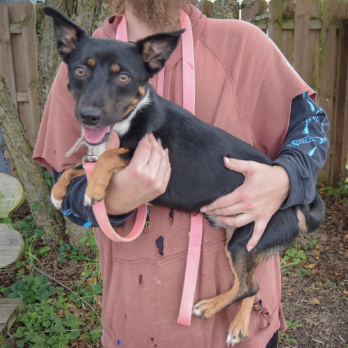 George, an adoptable Australian Kelpie / Corgi / Mixed at Animal House Shelter — photo 5