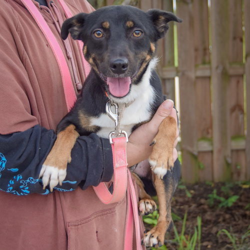 George, an adoptable Australian Kelpie / Corgi / Mixed at Animal House Shelter — photo 6