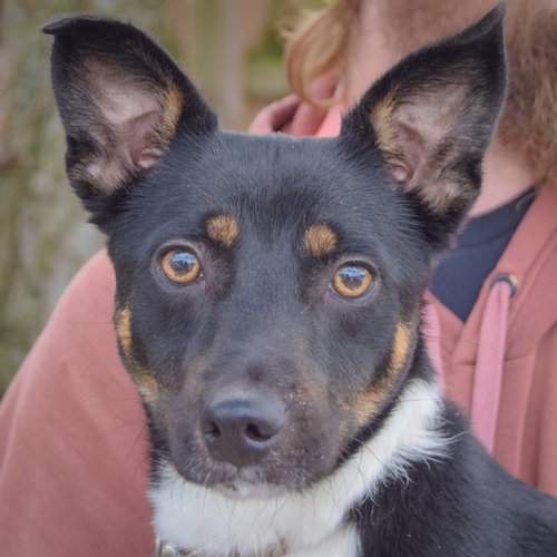 George, an adoptable Australian Kelpie / Corgi / Mixed at Animal House Shelter — photo 8