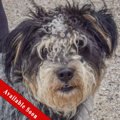 Shadow, Australian Shepherd / Poodle (unknown type) / Mixed