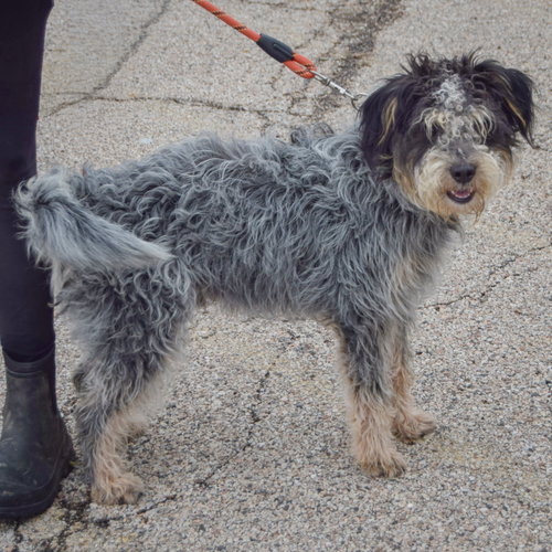 Shadow, an adoptable Australian Shepherd / Poodle (unknown type) / Mixed at Animal House Shelter — photo 2