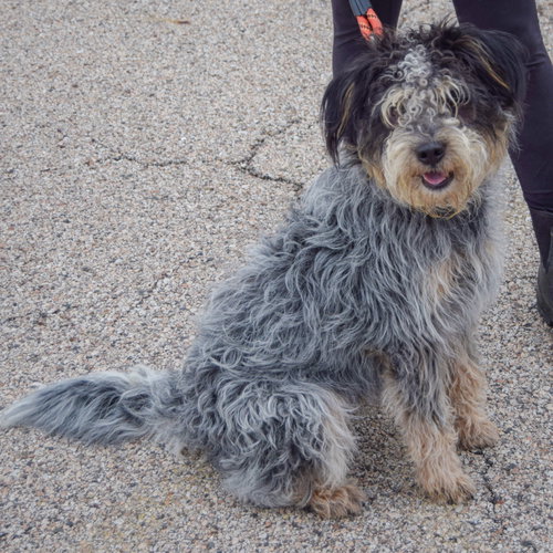 Shadow, an adoptable Australian Shepherd / Poodle (unknown type) / Mixed at Animal House Shelter — photo 3