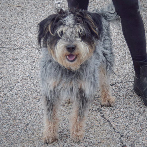 Shadow, an adoptable Australian Shepherd / Poodle (unknown type) / Mixed at Animal House Shelter — photo 4