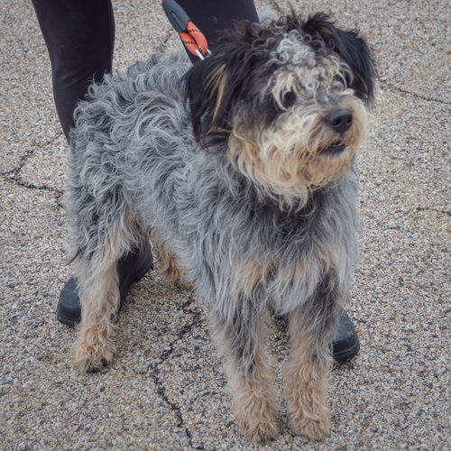 Shadow, an adoptable Australian Shepherd / Poodle (unknown type) / Mixed at Animal House Shelter — photo 5