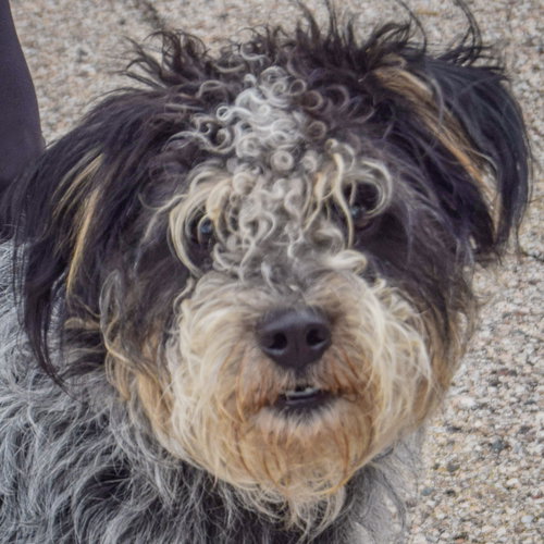 Shadow, an adoptable Australian Shepherd / Poodle (unknown type) / Mixed at Animal House Shelter — photo 6