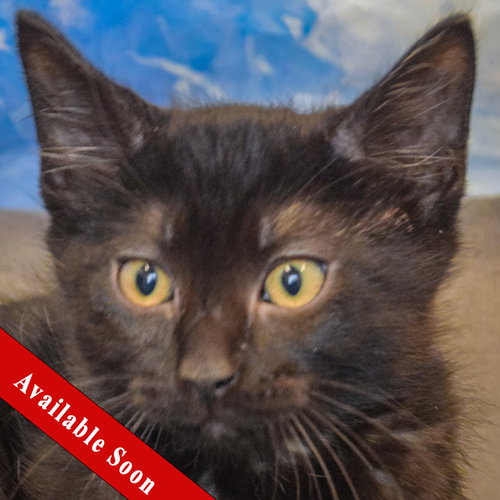 Brave, a cat for adoption from Animal House Shelter, Inc.