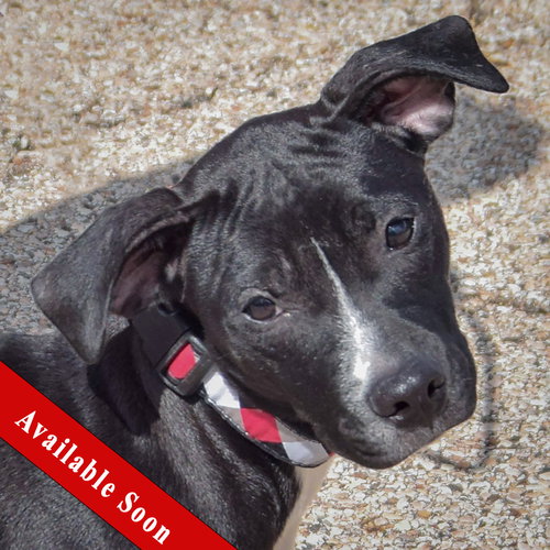 Nyx, American Staffordshire Terrier / Black Labrador Retriever / Mixed