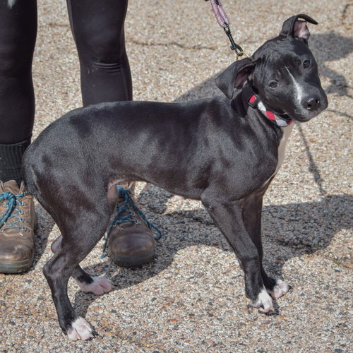 Nyx, an adoptable American Staffordshire Terrier / Black Labrador Retriever / Mixed at Animal House Shelter — photo 2