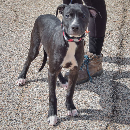 Nyx, an adoptable American Staffordshire Terrier / Black Labrador Retriever / Mixed at Animal House Shelter — photo 3