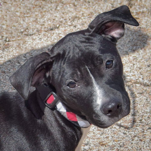 Nyx, an adoptable American Staffordshire Terrier / Black Labrador Retriever / Mixed at Animal House Shelter — photo 4