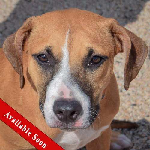 Paisley available through Animal House Shelter