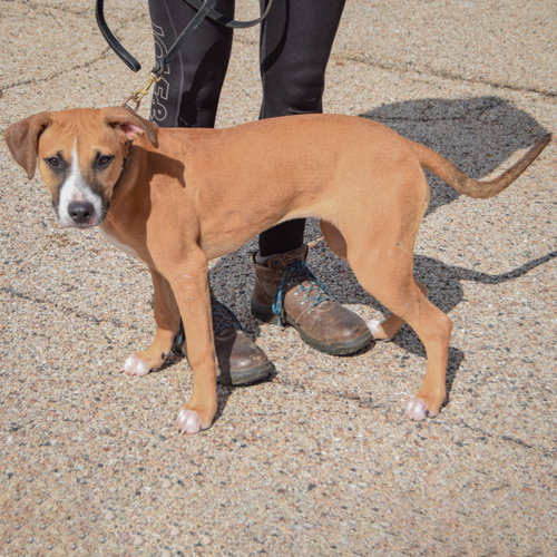 Paisley, an adoptable American Staffordshire Terrier / Boxer / Mixed at Animal House Shelter — photo 2