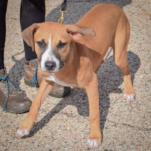 Paisley, an adoptable American Staffordshire Terrier / Boxer / Mixed at Animal House Shelter — photo 3