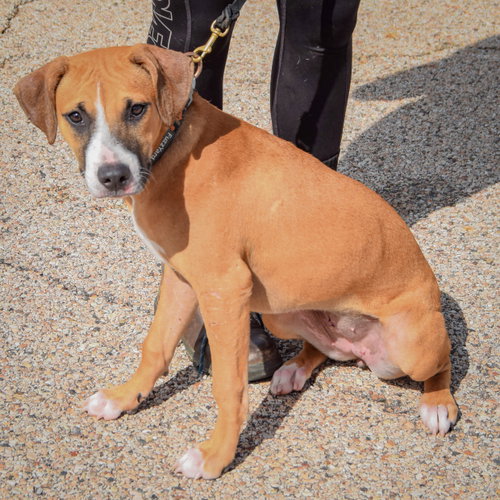 Paisley, an adoptable American Staffordshire Terrier / Boxer / Mixed at Animal House Shelter — photo 4