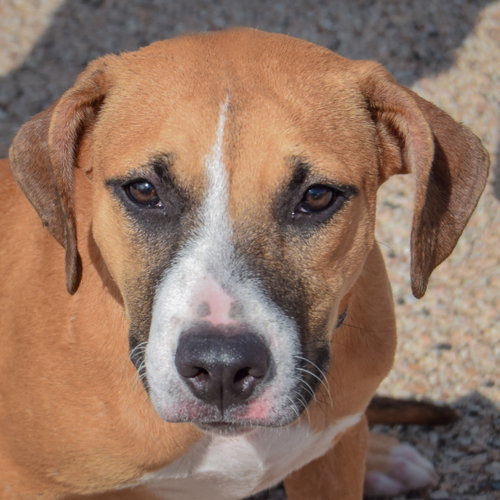 Paisley, an adoptable American Staffordshire Terrier / Boxer / Mixed at Animal House Shelter — photo 5