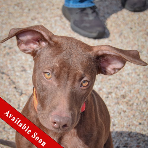 Reece, American Staffordshire Terrier / Chocolate Labrador Retriever / Mixed
