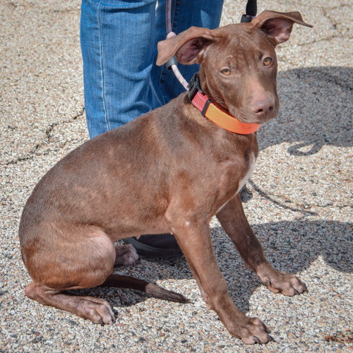 Reece, an adoptable American Staffordshire Terrier / Chocolate Labrador Retriever / Mixed at Animal House Shelter — photo 2