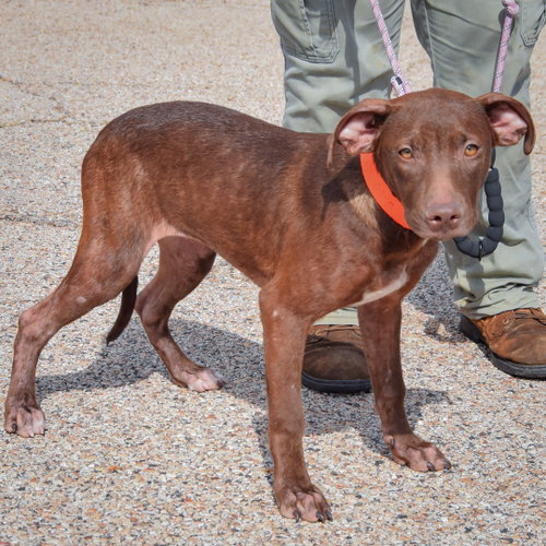 Reece, an adoptable American Staffordshire Terrier / Chocolate Labrador Retriever / Mixed at Animal House Shelter — photo 3