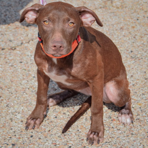 Reece, an adoptable American Staffordshire Terrier / Chocolate Labrador Retriever / Mixed at Animal House Shelter — photo 4