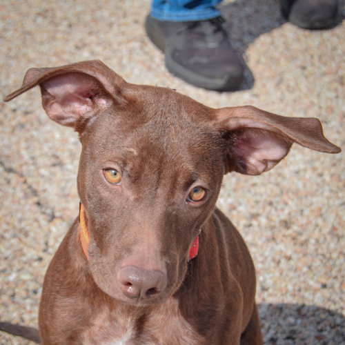 Reece, an adoptable American Staffordshire Terrier / Chocolate Labrador Retriever / Mixed at Animal House Shelter — photo 5