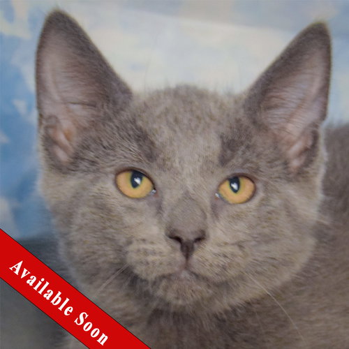 Courage, a cat for adoption from Animal House Shelter, Inc.