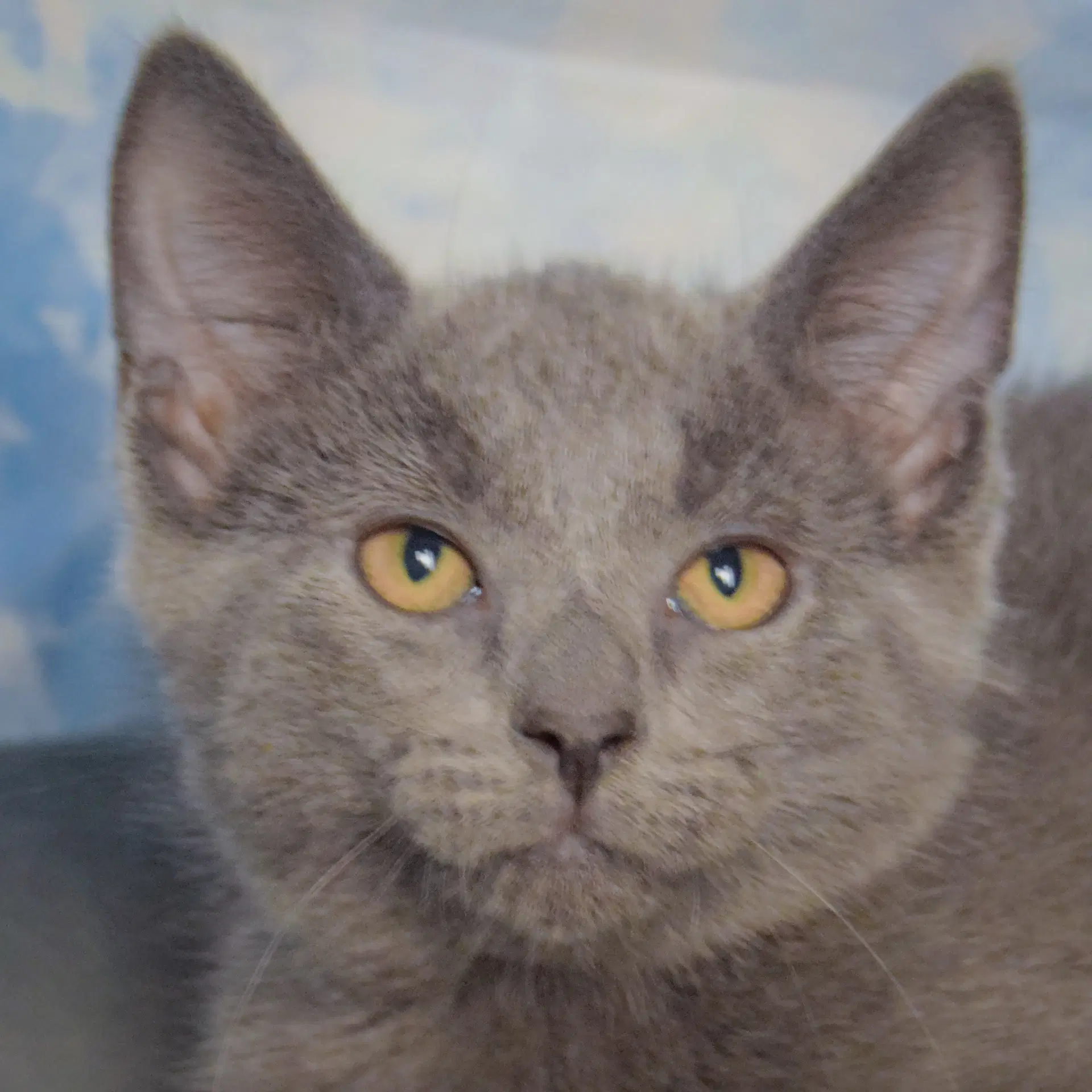 Courage - Russian Blue