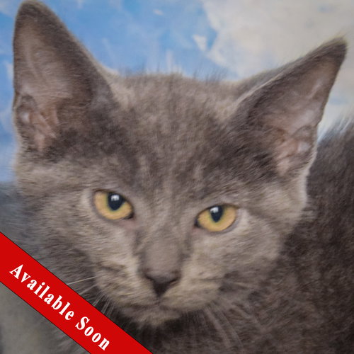 Firecracker, a cat for adoption from Animal House Shelter, Inc.