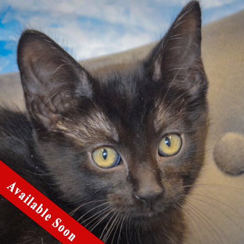 Freedom, a cat for adoption from Animal House Shelter, Inc.