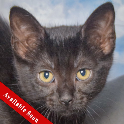 Stars, a cat for adoption from Animal House Shelter, Inc.