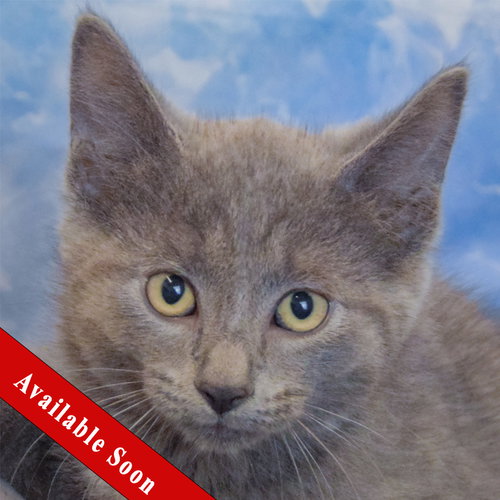 Stripes, a cat for adoption from Animal House Shelter, Inc.
