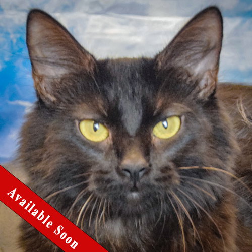 America, a cat for adoption from Animal House Shelter, Inc.