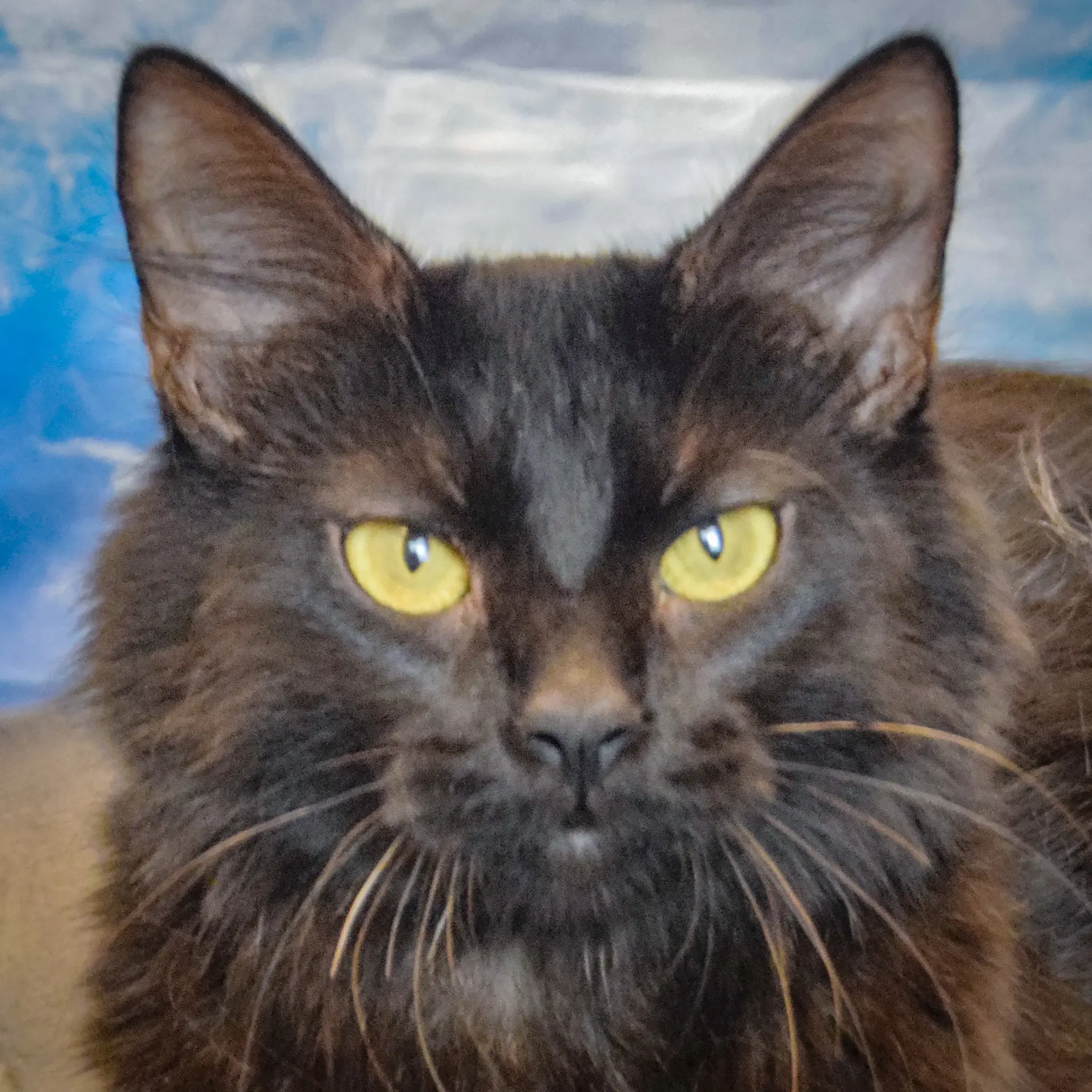 America - Domestic Medium Hair