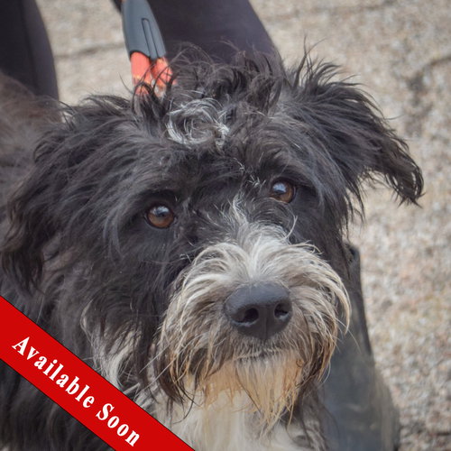 Bindi, Poodle (unknown type) / Wirehaired Fox Terrier / Mixed