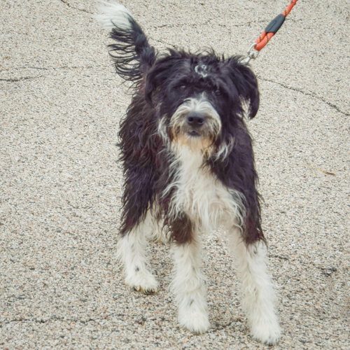 Bindi, an adoptable Poodle (unknown type) / Wirehaired Fox Terrier / Mixed at Animal House Shelter — photo 2