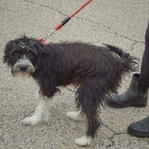 Bindi, an adoptable Poodle (unknown type) / Wirehaired Fox Terrier / Mixed at Animal House Shelter — photo 3