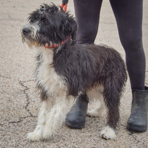 Bindi, an adoptable Poodle (unknown type) / Wirehaired Fox Terrier / Mixed at Animal House Shelter — photo 4