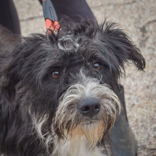 Bindi, an adoptable Poodle (unknown type) / Wirehaired Fox Terrier / Mixed at Animal House Shelter — photo 5