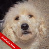 Duke — Huntley, IL Adoption