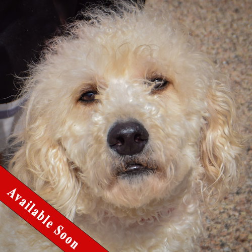 Duke, Poodle (unknown type) / Golden Retriever / Mixed