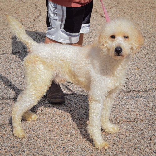 Duke, an adoptable Poodle (unknown type) / Golden Retriever / Mixed at Animal House Shelter — photo 2