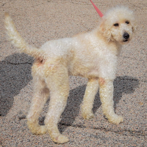 Duke, an adoptable Poodle (unknown type) / Golden Retriever / Mixed at Animal House Shelter — photo 3