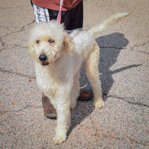 Duke, an adoptable Poodle (unknown type) / Golden Retriever / Mixed at Animal House Shelter — photo 4
