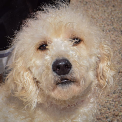 Duke, an adoptable Poodle (unknown type) / Golden Retriever / Mixed at Animal House Shelter — photo 5
