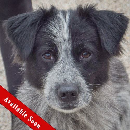 Gloria, Australian Shepherd / Border Collie / Mixed
