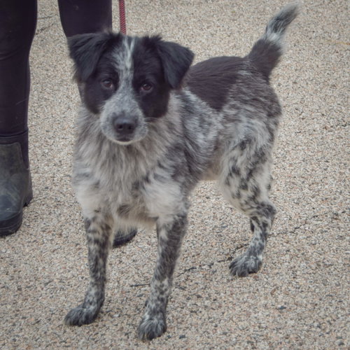 Gloria, an adoptable Australian Shepherd / Border Collie / Mixed at Animal House Shelter — photo 2