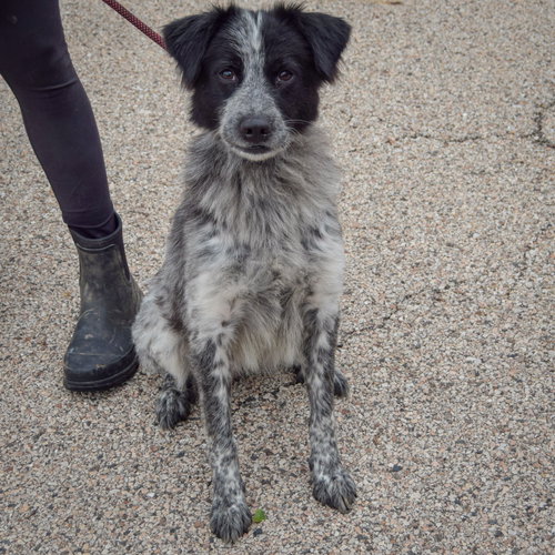Gloria, an adoptable Australian Shepherd / Border Collie / Mixed at Animal House Shelter — photo 3