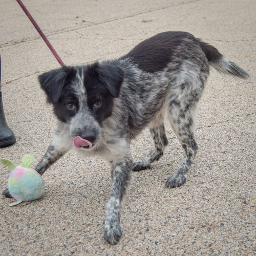 Gloria, an adoptable Australian Shepherd / Border Collie / Mixed at Animal House Shelter — photo 4